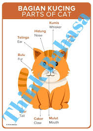 Contextual translation of bulu mata into english. Pin On Teaching Indonesian