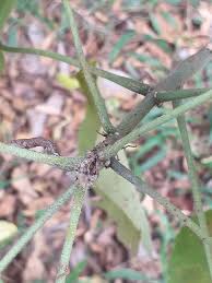 Image result for Abutilon longicuspe