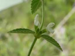 Image result for Leucas deflexa