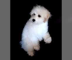 Schnoodle puppy prices vary based on the puppy's generation, their coat characteristics, how many puppies are available, and how valuable the parents are to raising a schnoodle puppy. View Ad Schnoodle Miniature Dog For Adoption Near Montana Kalispell Usa Adn 198970