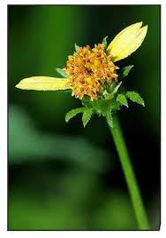 Image result for Bidens biternata