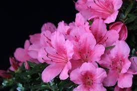 Make Your Moment Remarkable With Fragrances Flower Meanings Azalea Flower Flowers