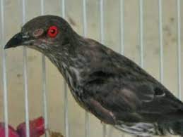 Daftar Harga Burung Cucak Keling Mata Merah Terbaru 2021