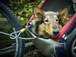 Radfahren Mit Dem Hund In Osterreich Bei Hoher Geldstrafe Verboten Fahrrad Fahren In Wien Vienna At