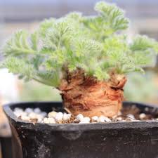 Image result for Pelargonium apetalum