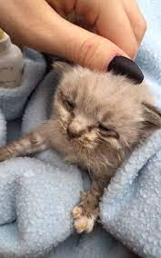 At two weeks old, kittens become more aware of their surroundings and begin to interact more with their siblings, if they have them. 2 3 4 Week Old Kitten Found Suddenly Not Eating Thecatsite