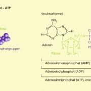 Specifically, atp is made in the folds of the inner membrane of the mitochondrion. Fotophosphorylierung In Biologie Schulerlexikon Lernhelfer