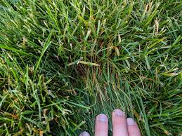 Welcome to the lawn care nut! Lawn Starting To Turn Yellow Ish And Grass Blades Appear To Be Dying The Lawn Forum