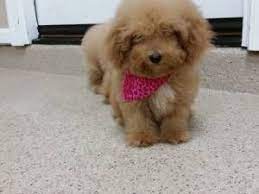 Phoenix Pets Craigslist Pets Pet Care Pet Owners