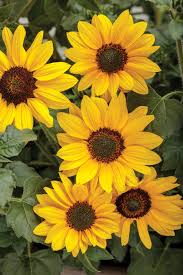 Image result for Helianthus