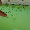 There are over 2500 species of mosquito larvae in the world, and mosquito dunks kill all of them, including the table of contents how to kill mosquito larvae in swimming pools warning 00:46. 1