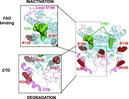 Nostalgia 6 motor binter yang pernah mengaspal di indonesia. Nqo1 A Target For The Treatment Of Cancer And Neurological Diseases And A Model To Understand Loss Of Function Disease Mechanisms Sciencedirect