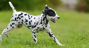 Give a puppy a forever home or rehome a rescue. Miniature Dalmatian Your Guide To A Tiny Spotted Dog