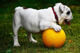 French bulldog tails are naturally short and sit right over their rectum, providing an obstacle each time they go for a wilderness poo. Are English Bulldogs Born With Tails Or Are They Docked