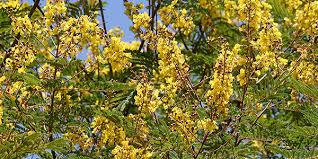 Image result for Peltophorum africanum