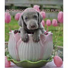 I Need This Asap Weimaraner Puppies Weimaraner Puppies