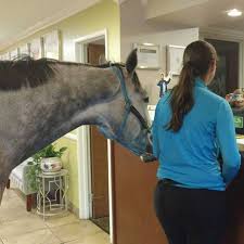 Diese Frau checkt mit ihrem Pferd in ein haustierfreundliches Hotel ein