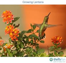 Its brightly colored flowers are made up of little tubes that are perfect for hummers to drink from. 22 Container Gardens For Hummingbird Butterflies Ideas Flowers For Butterflies Plants Hummingbird Garden