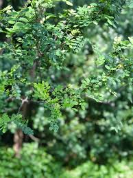 Pin By Thea Richter On My Garden Herbs Garden Parsley