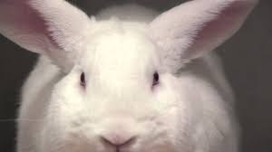 Bunnies with red eyes are commonly the most difficult to adopt out due to prejudices against them. Close Up White Rabbit With Red Eyes Youtube