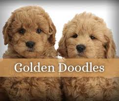 To learn more about each adoptable goldendoodle. Labradoodle Goldendoodle Breeder Southerndoodlin San Antonio Texas