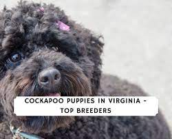 Find local cockapoos in dogs and puppies in the uk and ireland. Cockapoo Puppies In Virginia Top 4 Breeders 2021 We Love Doodles