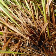 Image result for Carex mildbraediana