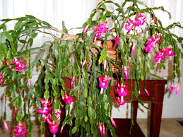 Rooting christmas cactus cuttings is simple. Pin On Maybe You See Weeds