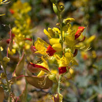 Image result for Adenolobus pechuelii