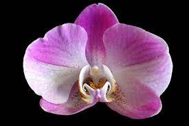 Pin On Orchids