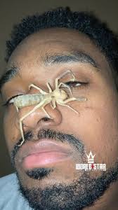 Kelvin Wiley the real Spider-Man! 🕷️😳 (via IG @kelvinwiley) #Worldstar  #Animals #Viral