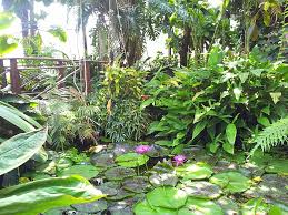 Botanischer garten göttingen untere karspüle 2 37073 göttingen. Titanwurzblute Im Berggarten Hannover Herrenhausen Mit Bildern Garten