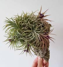 Image result for Tillandsia