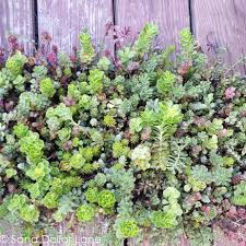 How to make your own vertical succulent garden. How To Build A Vertical Succulent Garden Sand Dollar Lane