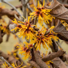 Image result for Hamamelis mollisi