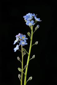 Найди ответ на свой вопрос: Forget Me Nots Flowers Featured Content Lovingly