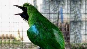 Harga Burung Cucak Ijo Terbaru Maret 2020