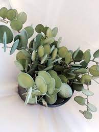 Xerosicyos Danguyi Rare Silver Dollar Vine Succulent Plant Etsy Planting Succulents Succulents Plants