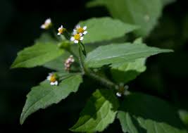 Image result for Galinsoga