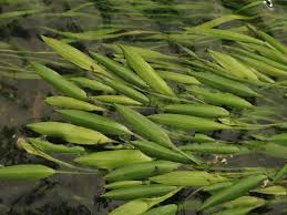 Image result for Potamogeton octandrus