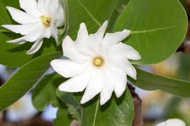 Image result for Gardenia subacaulis