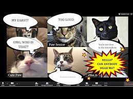 Pin By Marlous De Haan1 On Video Conference Etiquette Videobellen Etiquette Funny Laugh Laugh Memes