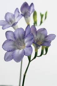 Clear Blue Fresia Perfectly Blooming Flower By Flower Every Day Something Is Happening In The Vase The Scent I Freesia Flowers Fresia Flower Purple Flowers