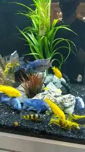 Berikut contoh gambar model aquarium ikan hias minimalis terbaru sebagai inspirasi anda dalam memilih model desain aquarium merupakan salah satu dekorasi menghias rumah yang tepat. 100 Morning Images Ideas In 2021 Jenaka Kelakar Ikan Pelaga Anak Haiwan