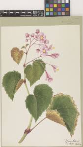 Image result for Begonia poculifera