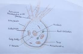 Protists In The Fossil Record - Wikipedia
