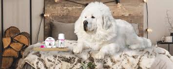 We rely on a network of experienced foster families to care for pyrs who are not immediately adoptable. Great Pyrenees Nose Butter All Natural Nose Treatment For Your Dog