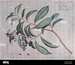 Image result for Tetracera boiviniana