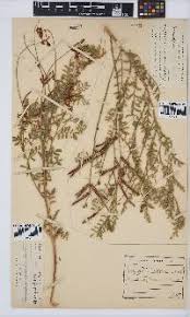 Image result for Indigofera rhytidocarpa