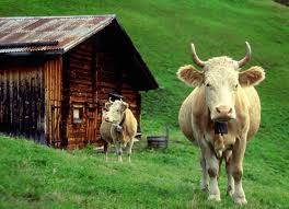 Cow Cute Cow Wallpaper For Desktop In Hd Cow Pictures Cow Wallpaper Cow